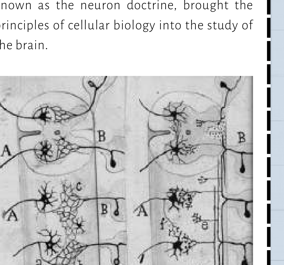 Cajal's schematic comparing reticular theory (continuous network) with neuron doctrine (discrete nerve cells).