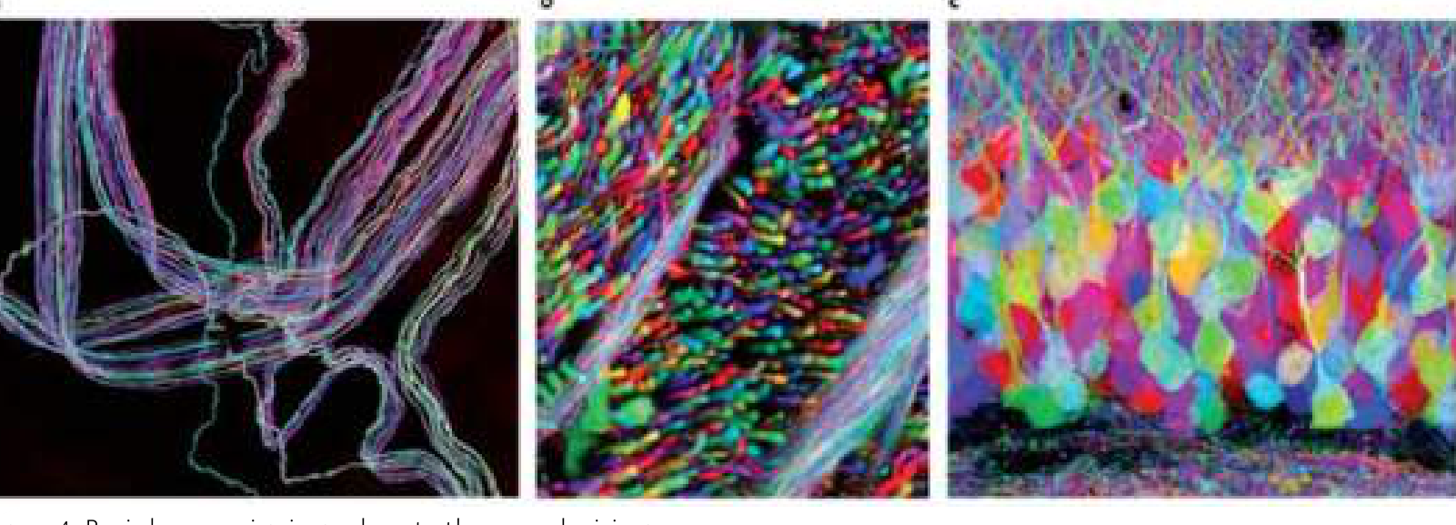 Brainbow multicolour neuronal labeling in motor nerve, brainstem axon tract, and hippocampal dentate gyrus showing distinct color signatures for individual neurons.