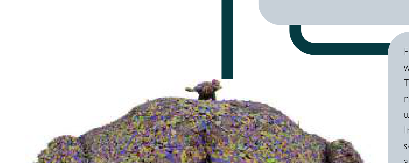 FlyWire 3D reconstruction of an adult fruit fly brain showing digitally segmented and proofread neuronal morphologies across central brain and optic lobes.