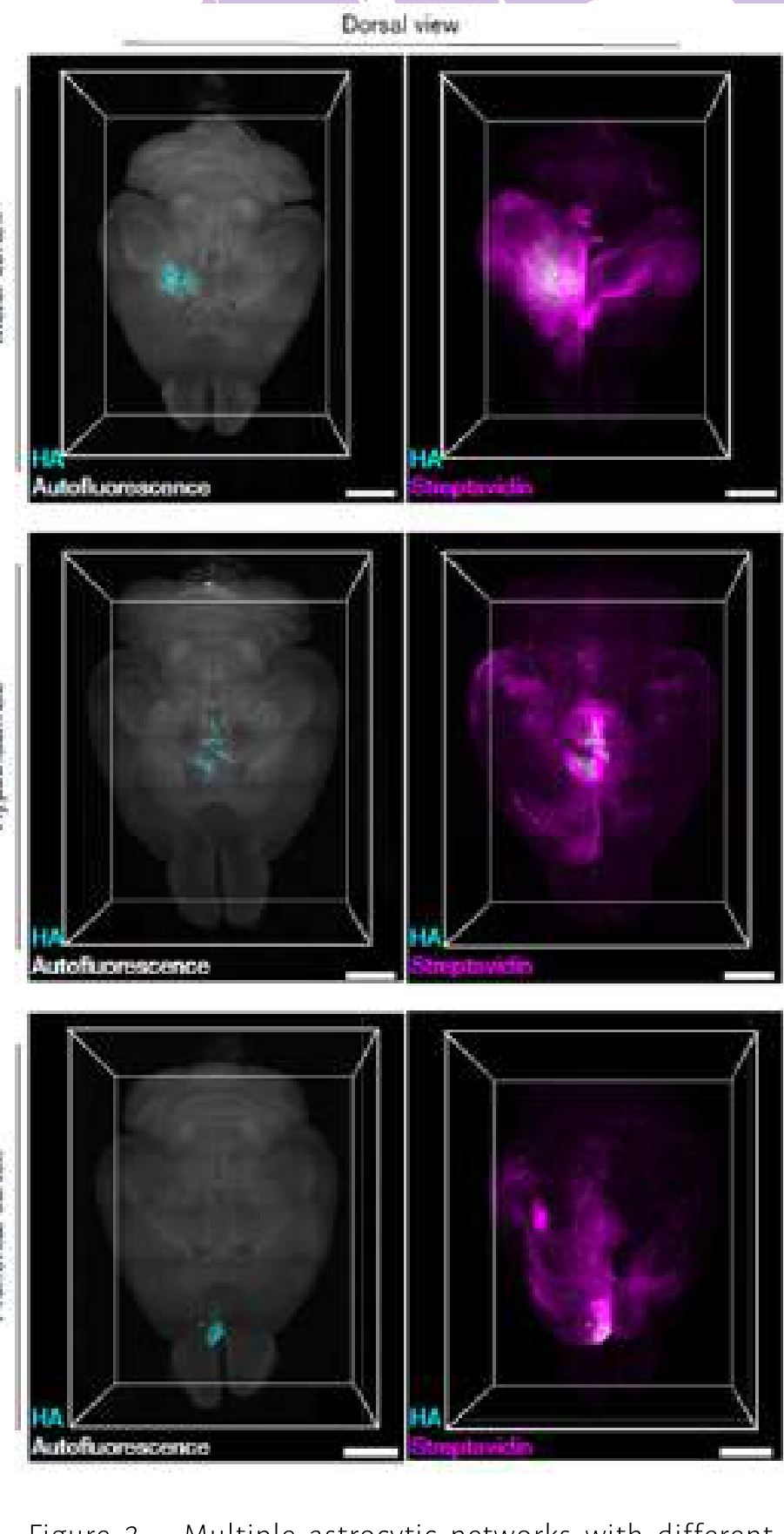 Three-dimensional light-sheet renderings showing astrocytic networks in motor cortex, hypothalamus, and prefrontal cortex with infected (cyan) and network (magenta) regions.